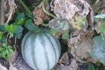 12-09-2010 melon.jpg