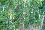 Tomates 12-09-2010.jpg
