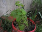 cette plante sens le citron