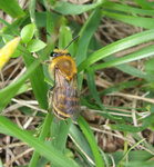abeille.jpg