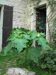 Fleurs & fruit.JPG