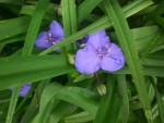 05 29 2008 jardin 001.jpg