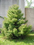 arbre.JPG