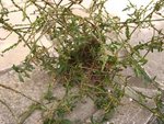 plante 001.jpg