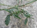 plante 002.jpg