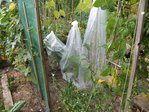 Mes aubergines