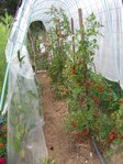 Mes aubergines et tomates