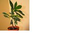 Plante1.jpg