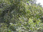 Prune de Cythère à Saint-Joseph Martinique.Au premier plan quelques branches d'un goyavier.