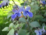 IMG_0017BIS.jpg
