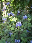 IMG_0012BIS.jpg