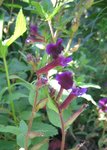 IMG_0021BIS.jpg