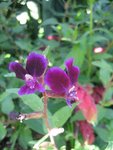 IMG_0019BIS.jpg