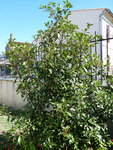 P1000901.JPG