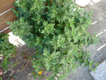 P1000902.JPG