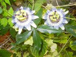 A plusieurs c'est encore plus beau.Vous êtes fleurs de la passion belles,très belles .