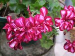 004JARDIN4.jpg