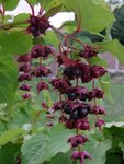005jardin 2.jpg