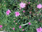 008JARDIN3.jpg