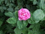 010JARDIN5.jpg
