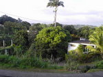 Notre majestueux palmiste à Saint-Joseph Martinique sous une autre vue opposé à la première vue.mj94290 jules