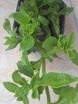 Plante n°1