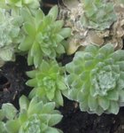 Plante n°2
