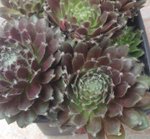 Plante n°4
