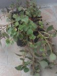 Plante n°5