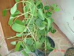 plant496.jpg