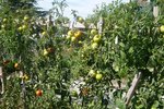 tomates sans protection 21-09-2010.jpg