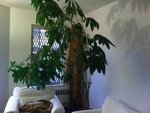 Plante appart.jpg