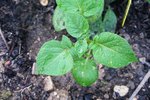 Plante incconue Montfuron (4) (Medium).JPG