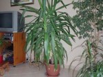 le yucca en photo