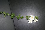 fleur 002 [640x480].jpg