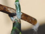CSC_0026.JPG