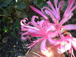 DSCN1515.JPG