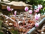 petit cyclamen