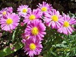 asters