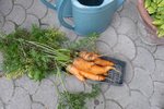 carottes -septb2010.jpg