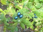 b+¬tes noires bleut+® sur menthe 004.jpg