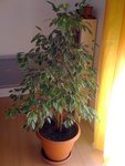 ficus.JPG