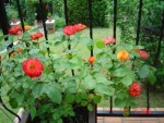 DSC02719.JPG