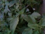 SP_A0340.jpg