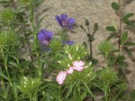 poulespoussinsetfleursdiverses014.jpg