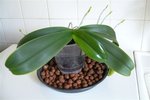 Plante 003.jpg
