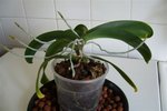 Plante 004.JPG