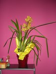 cymbidium 1.JPG