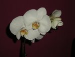 DSCN0597.jpg