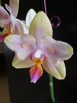 DSC04741.JPG